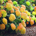 Hydrangea Flower seeds for Planting Garden Favorite, Heirloom & GMO Free Seeds for Home Garden seeds for planting