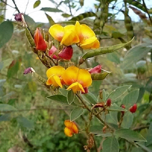 Premium Cajanus Flower seeds for Planting Perfect for Borders, Heirloom & GMO Free Seeds for Home Garden seeds