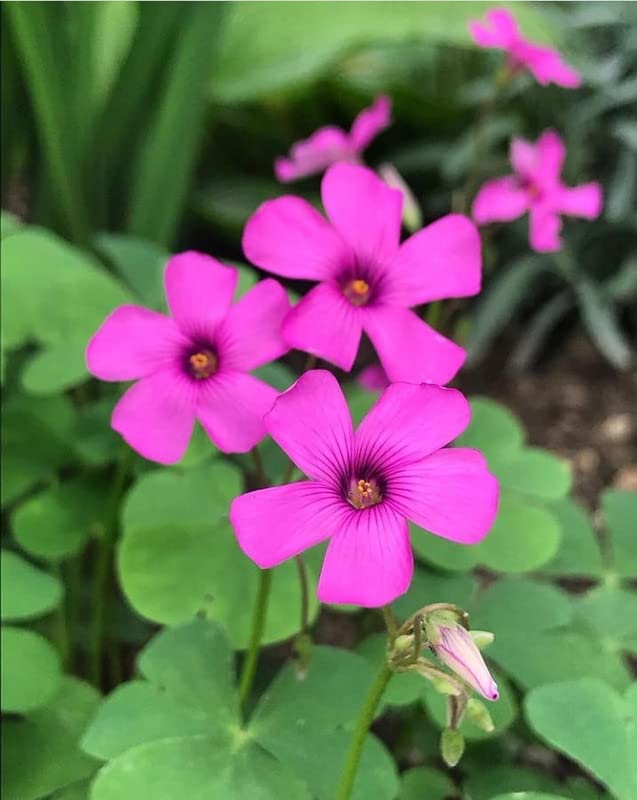 Premium Oxalis Articulata Flower seeds for Planting Perfect for Borders, Heirloom & GMO Free Seeds for Home Garden seeds