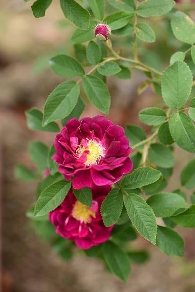 Red Rugrose Rose Flower seeds for Planting - Wildflower Mix, Heirloom & GMO Free Seeds for Home Garden