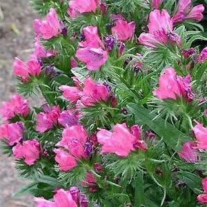 Pink Rose Bedder Flower seeds for Planting Garden Favorite, Heirloom & GMO Free Seeds for Home Garden seeds for planting