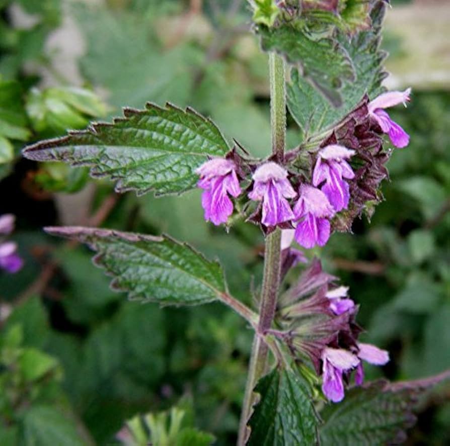 Ballota Nigra Flower seeds for Planting Shade Tolerant, Heirloom & GMO Free Seeds for Home Garden vegetable and garden seeds