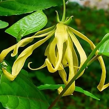 Ylang Ylang Flower seeds for Planting Pollinator Friendly, Heirloom & GMO Free Seeds for Home Garden seeds for planting