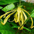 Ylang Ylang Flower seeds for Planting Pollinator Friendly, Heirloom & GMO Free Seeds for Home Garden seeds for planting