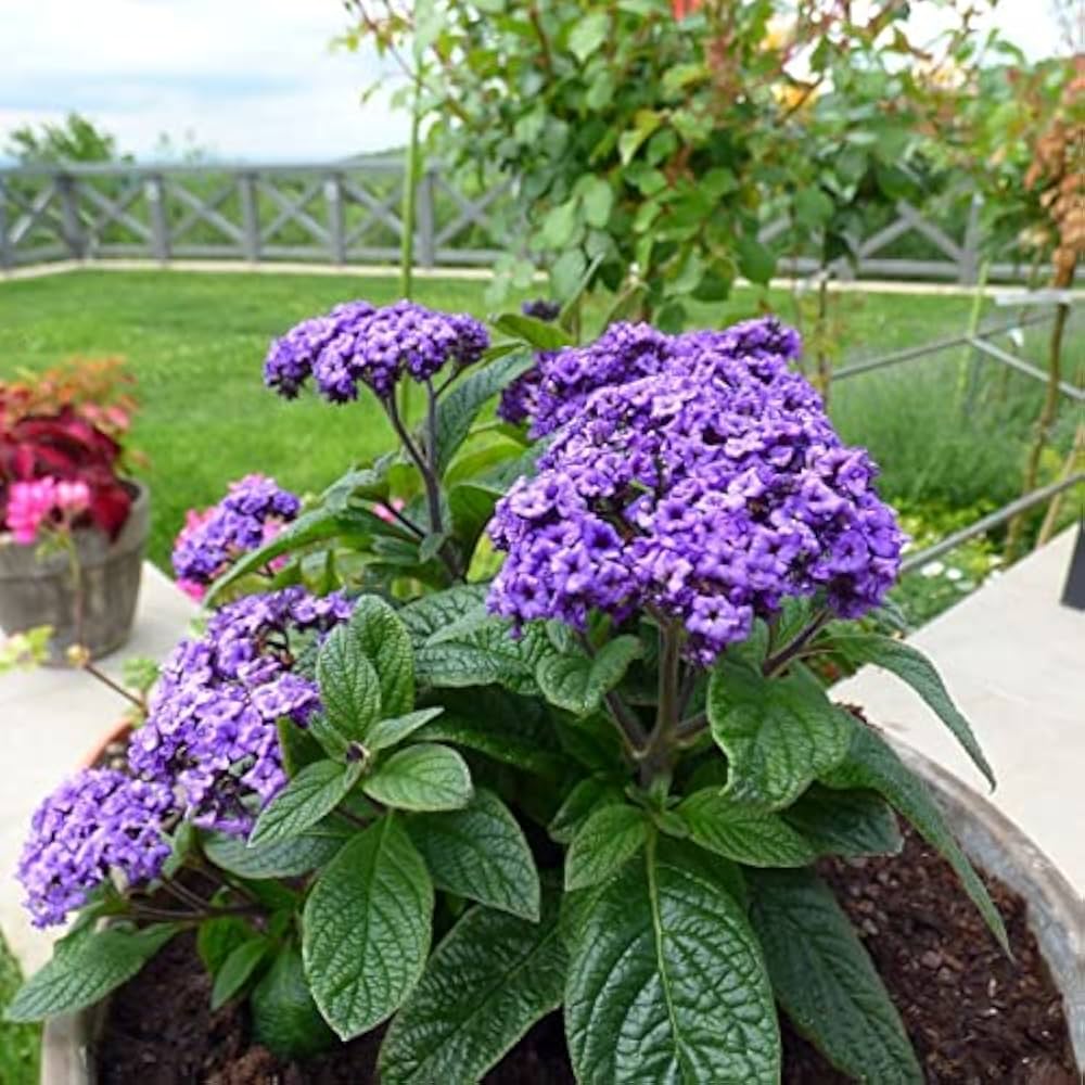 High quality Fresh Heliotrope Flower seeds for Planting Shade Tolerant, Heirloom & GMO Free Seeds for Home Garden seeds pack