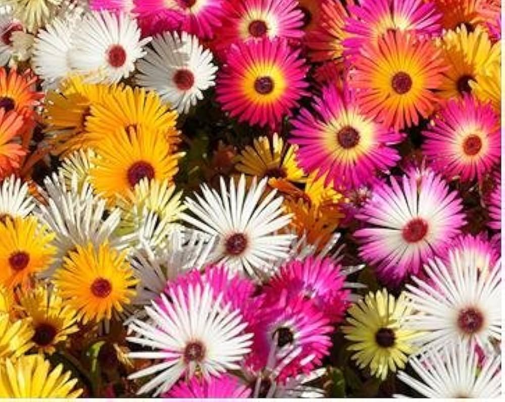 Summer Flower seeds for Planting Bright Blooms, Heirloom & GMO Free Seeds for Home Garden seeds for planting