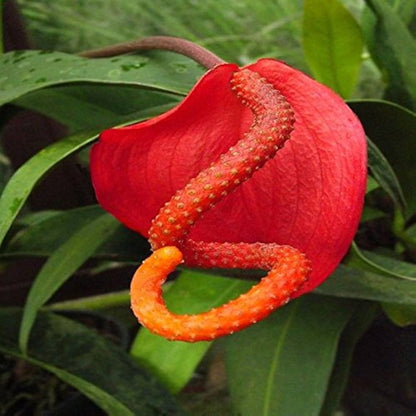 Pigtail Anthurium Flower seeds for Planting Fragrant Blossoms Heirloom & GMO Free Seeds for Home Garden