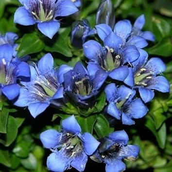 Premium Blue Gentiana Flower seeds for Planting Compact Growth, Heirloom & GMO Free Seeds for Home Garden seeds