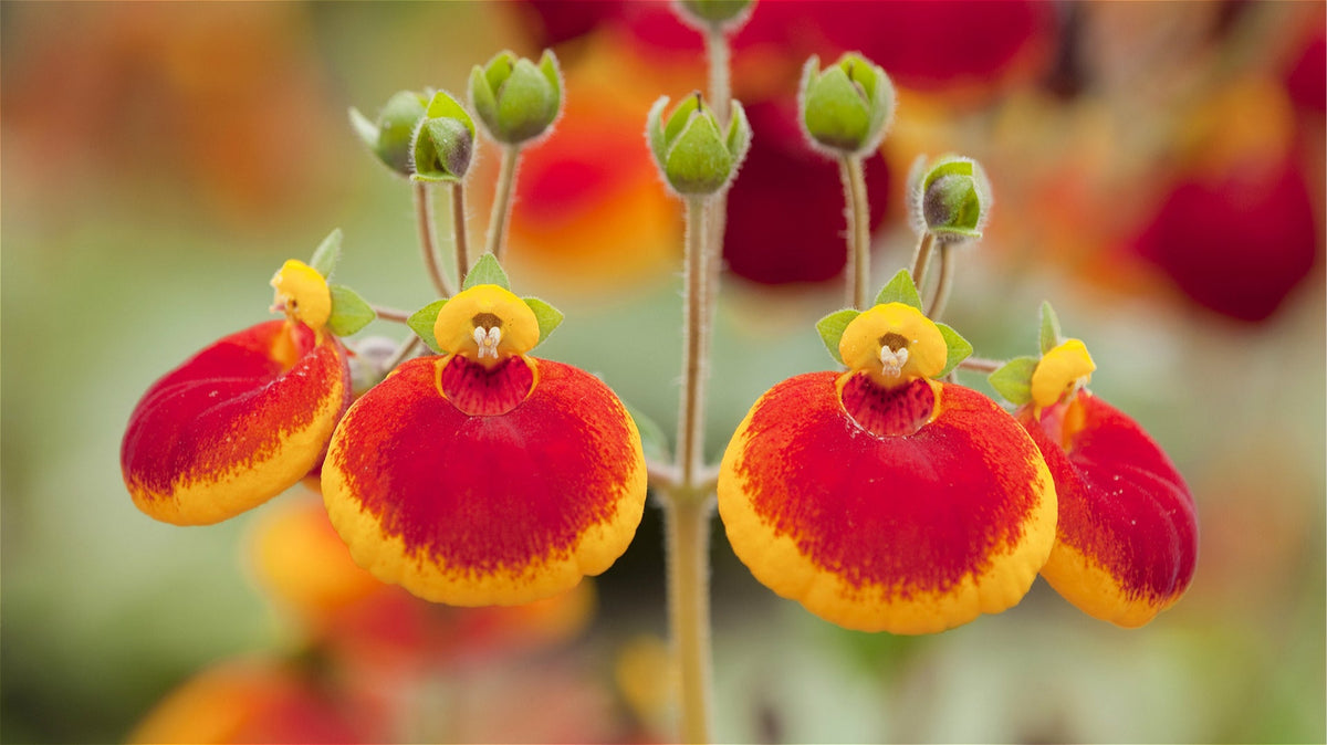 Slipper Flower seeds for Planting Vibrant Colors Heirloom & GMO Free Seeds for Home Garden