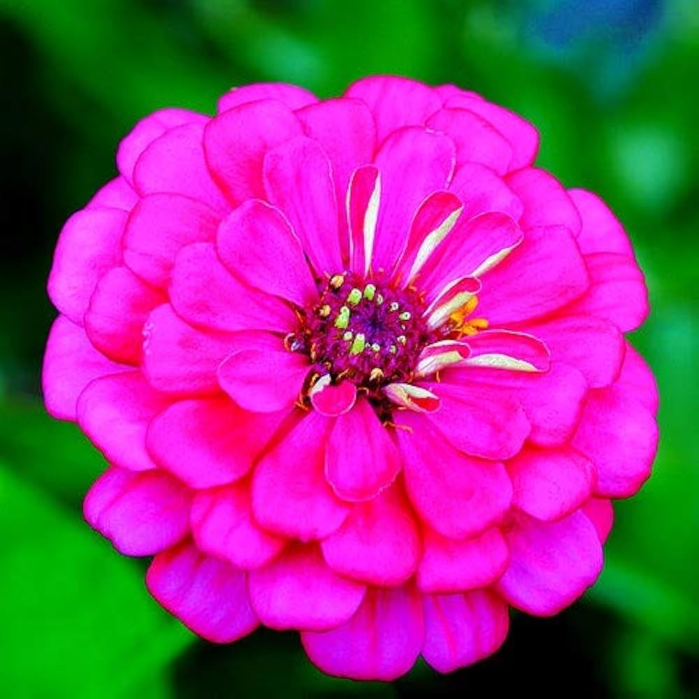 Zinnia Flower Seeds Pink Planting Pack