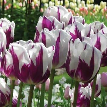 Violet And White Tulip Flower Seeds For Planting