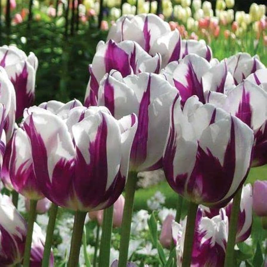 Violet And White Tulip Flower Seeds For Planting