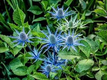 Eryngium Planum Flower seeds for Planting Easy to Grow, Heirloom & GMO Free Seeds for Home Garden vegetable and garden seeds