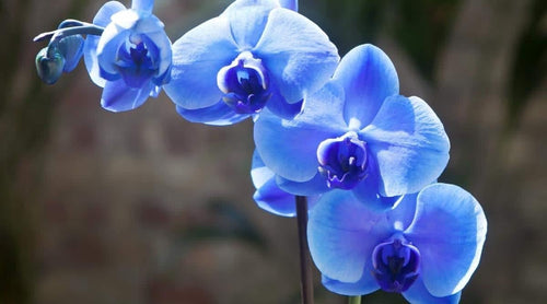 Premium Blue Butterfly Orchid Flower seeds for Planting Hardy Variety, Heirloom & GMO Free Seeds for Home Garden seeds