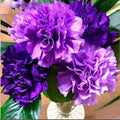 Violet Caryophyllus Flower seeds for Planting Shade Tolerant, Heirloom & GMO Free Seeds for Home Garden seeds for planting