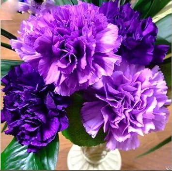 Violet Caryophyllus Flower seeds for Planting Shade Tolerant, Heirloom & GMO Free Seeds for Home Garden seeds for planting
