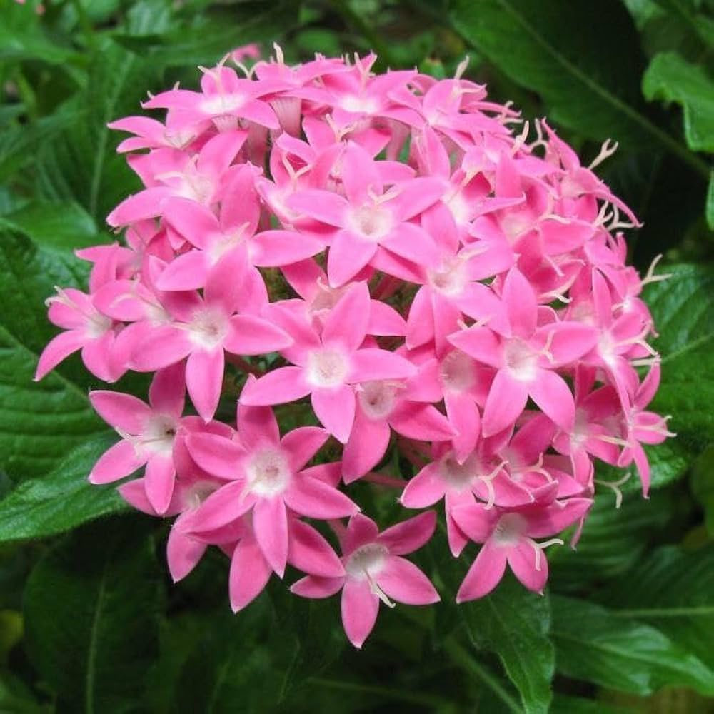 Pentas Lanceolata Flower seeds for Planting - Cut Flower Favorite, Heirloom & GMO Free Seeds for Home Garden
