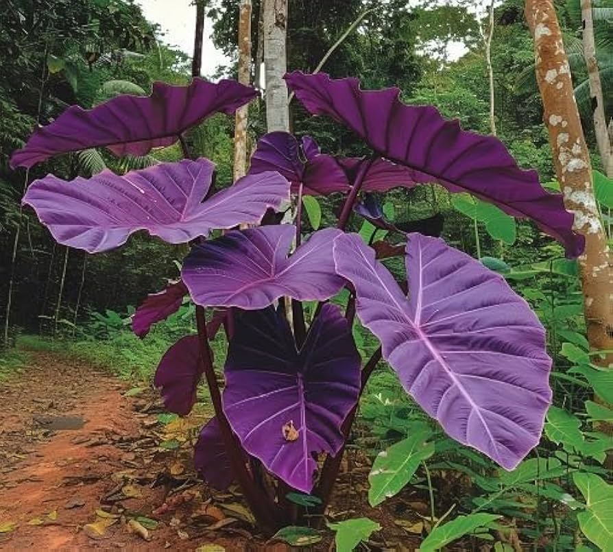 High quality Leaf Alocasia Flower seeds for Planting Vibrant Colors, Heirloom & GMO Free Seeds for Home Garden seeds pack
