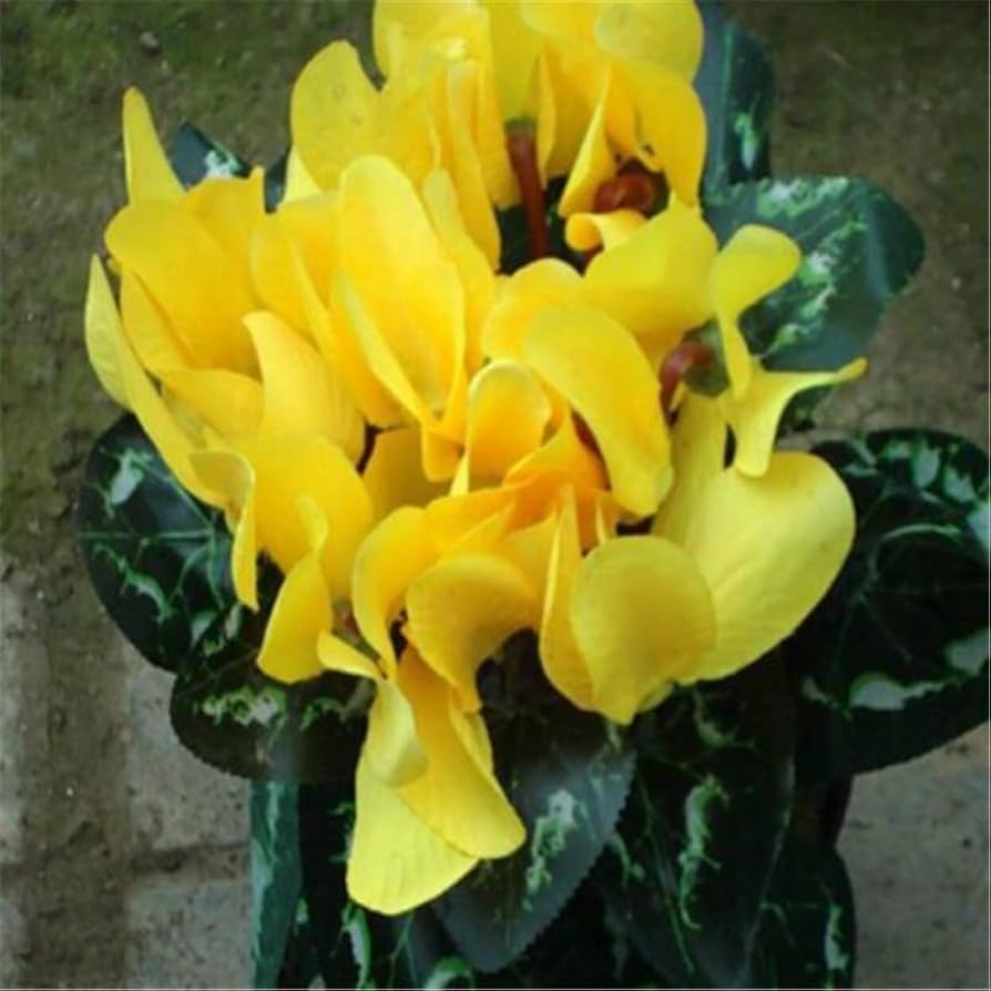 Light Yellow Cyclamen Flower seeds for Planting Cut Flower Favorite, Heirloom & GMO Free Seeds for Home Garden seeds for planting