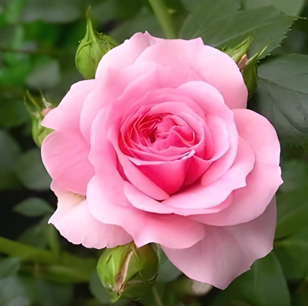 Pale Pink Climbing Rose Flower seeds for Planting Bright Blooms, Heirloom & GMO Free Seeds for Home Garden seeds for planting