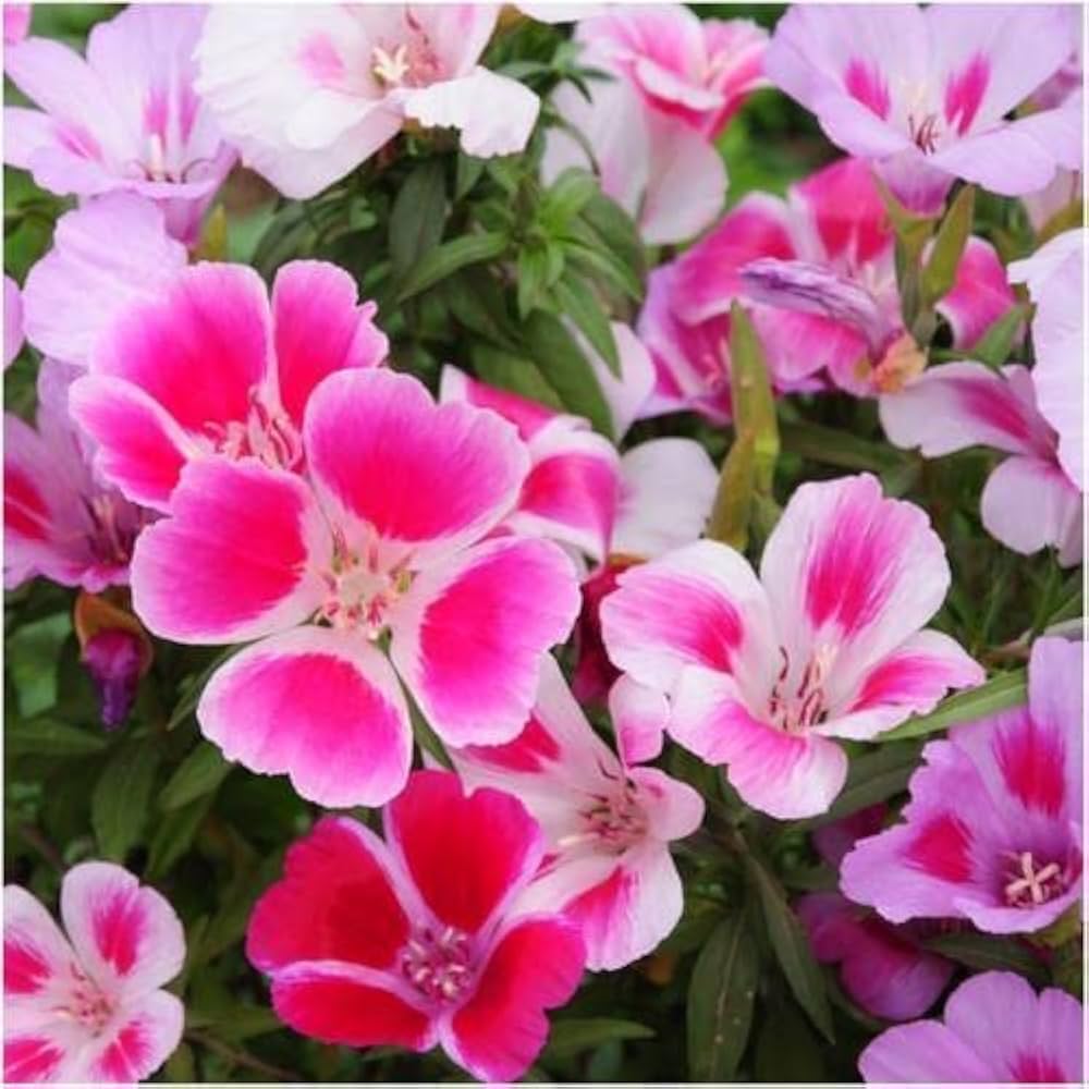 Pink White Clarkia Flower seeds for Planting Shade Tolerant, Heirloom & GMO Free Seeds for Home Garden vegetable and garden seeds