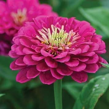 Pink Calendula Flower seeds for Planting Colorful Display, Heirloom & GMO Free Seeds for Home Garden seeds for planting