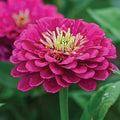 Pink Calendula Flower seeds for Planting Colorful Display, Heirloom & GMO Free Seeds for Home Garden seeds for planting