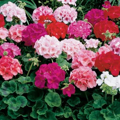 Mix Geranium Perennial Flower seeds for Planting Seasonal Bloomer, Heirloom & GMO Free Seeds for Home Garden seeds for planting
