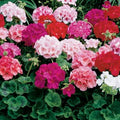 Mix Geranium Perennial Flower seeds for Planting Seasonal Bloomer, Heirloom & GMO Free Seeds for Home Garden seeds for planting