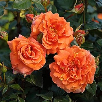Full Orange Climbing Rose Flower seeds for Planting Easy to Grow, Heirloom & GMO Free Seeds for Home Garden seeds for planting