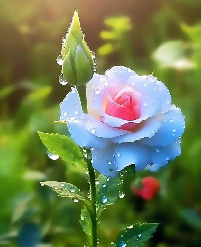 Premium Mix Dubu Flower seeds for Planting Colorful Display, Heirloom & GMO Free Seeds for Home Garden seeds