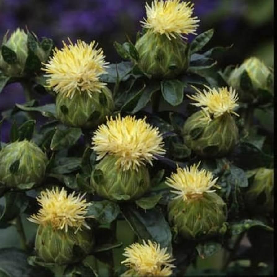 Heirloom SafFlower seeds for Planting Garden Favorite Heirloom & GMO Free Seeds for Home Garden