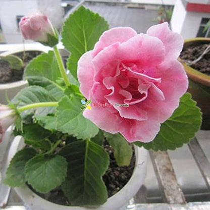 Pink White Gloxinia Flower seeds for Planting - Vibrant Colors, Heirloom & GMO Free Seeds for Home Garden
