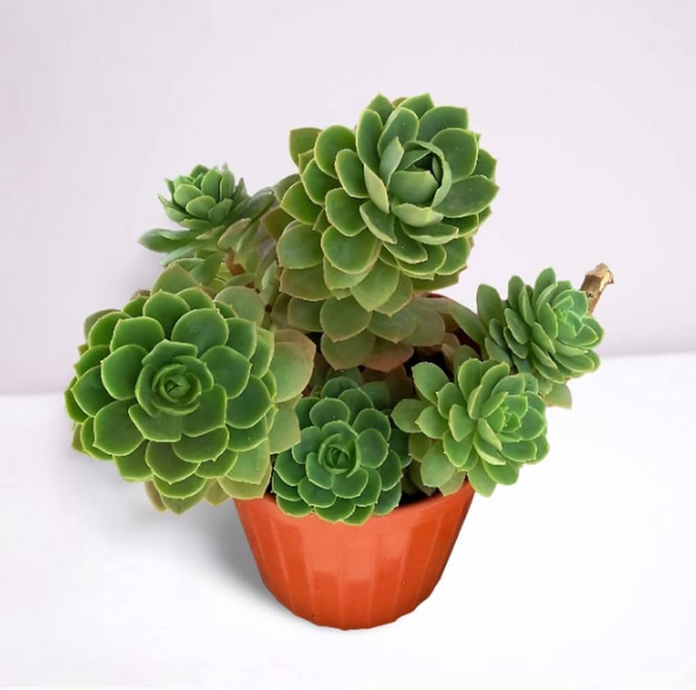 Green Cliff Stonecrop Flower seeds for Planting Easy to Grow, Heirloom & GMO Free Seeds for Home Garden vegetable and garden seeds