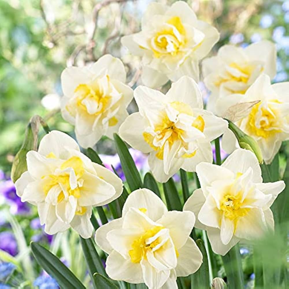 Premium Daffodil Flower seeds for Planting Cut Flower Favorite, Heirloom & GMO Free Seeds for Home Garden seeds