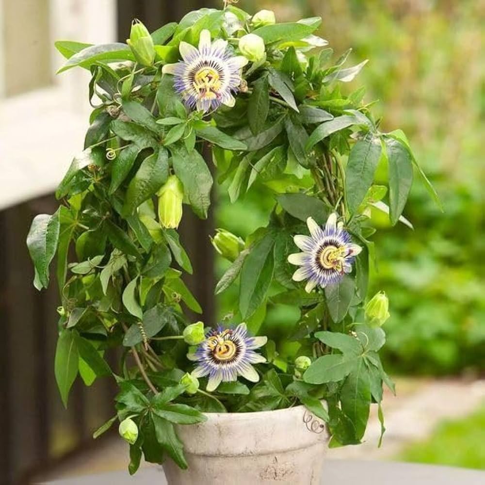 Passionflower Flower seeds for Planting Drought Tolerant, Heirloom & GMO Free Seeds for Home Garden vegetable and garden seeds