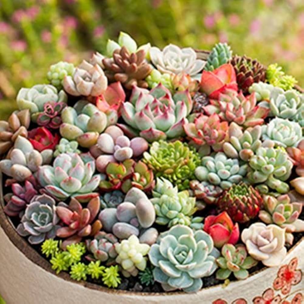 Yellow Red Echeveria Flower seeds for Planting Colorful Display, Heirloom & GMO Free Seeds for Home Garden vegetable and garden seeds