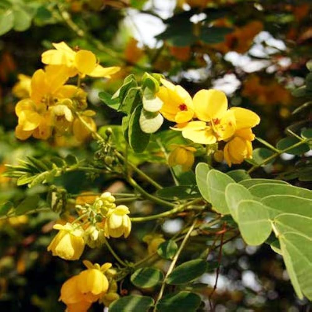 Yellow Cassia Flower seeds for Planting Garden Favorite, Heirloom & GMO Free Seeds for Home Garden vegetable and garden seeds