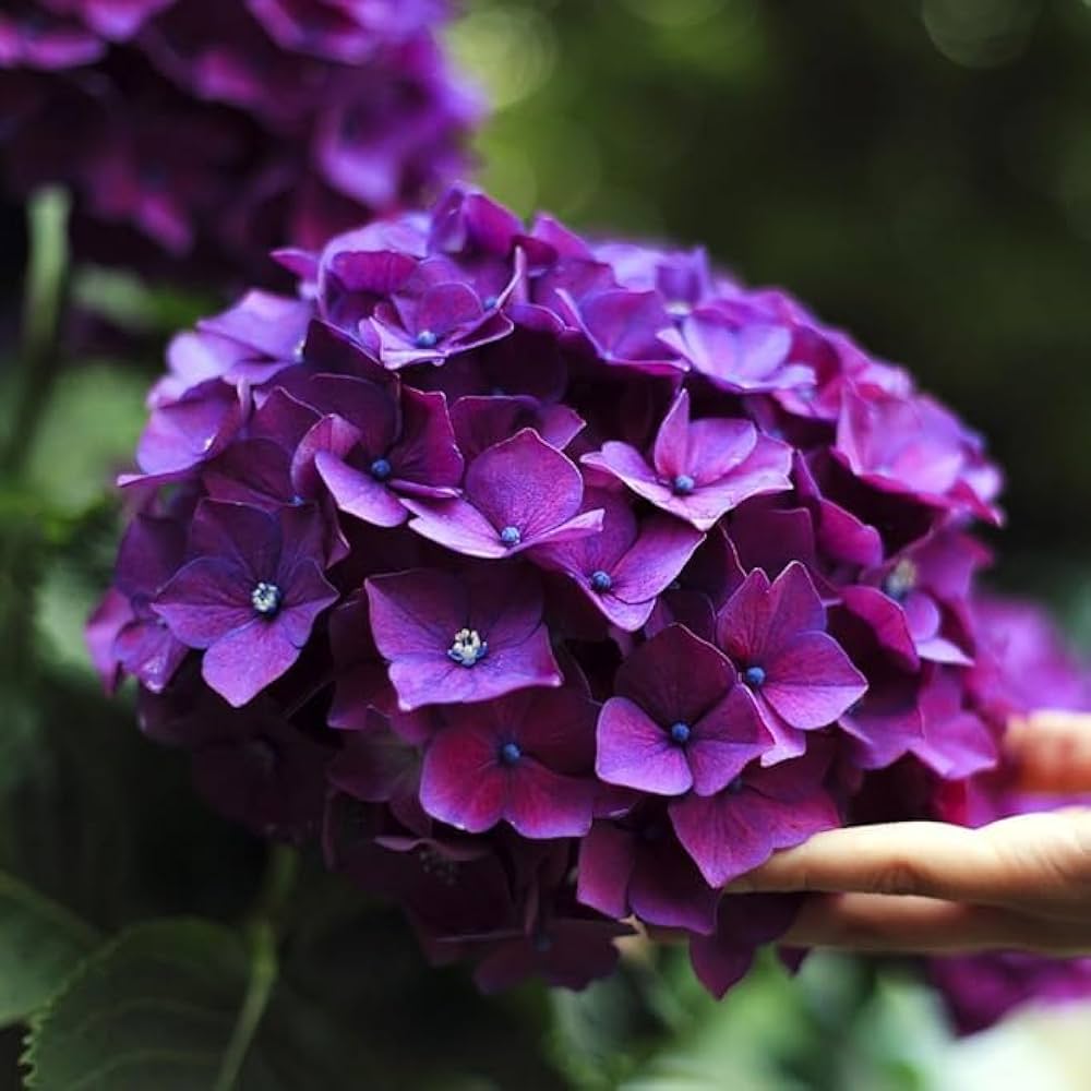Premium Purple & Dark Blue Hydrangea Flower seeds for Planting Shade Tolerant, Heirloom & GMO Free Seeds for Home Garden seeds
