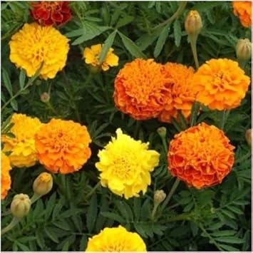 Mix Marigold Flower seeds for Planting Fragrant Blossoms, Heirloom & GMO Free Seeds for Home Garden seeds for planting