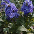 Blue Gilly Flower seeds for Planting Drought Tolerant, Heirloom & GMO Free Seeds for Home Garden seeds for planting