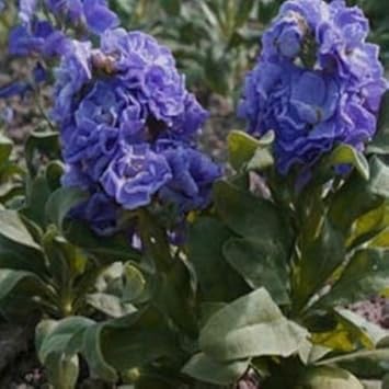 Blue Gilly Flower seeds for Planting Drought Tolerant, Heirloom & GMO Free Seeds for Home Garden seeds for planting