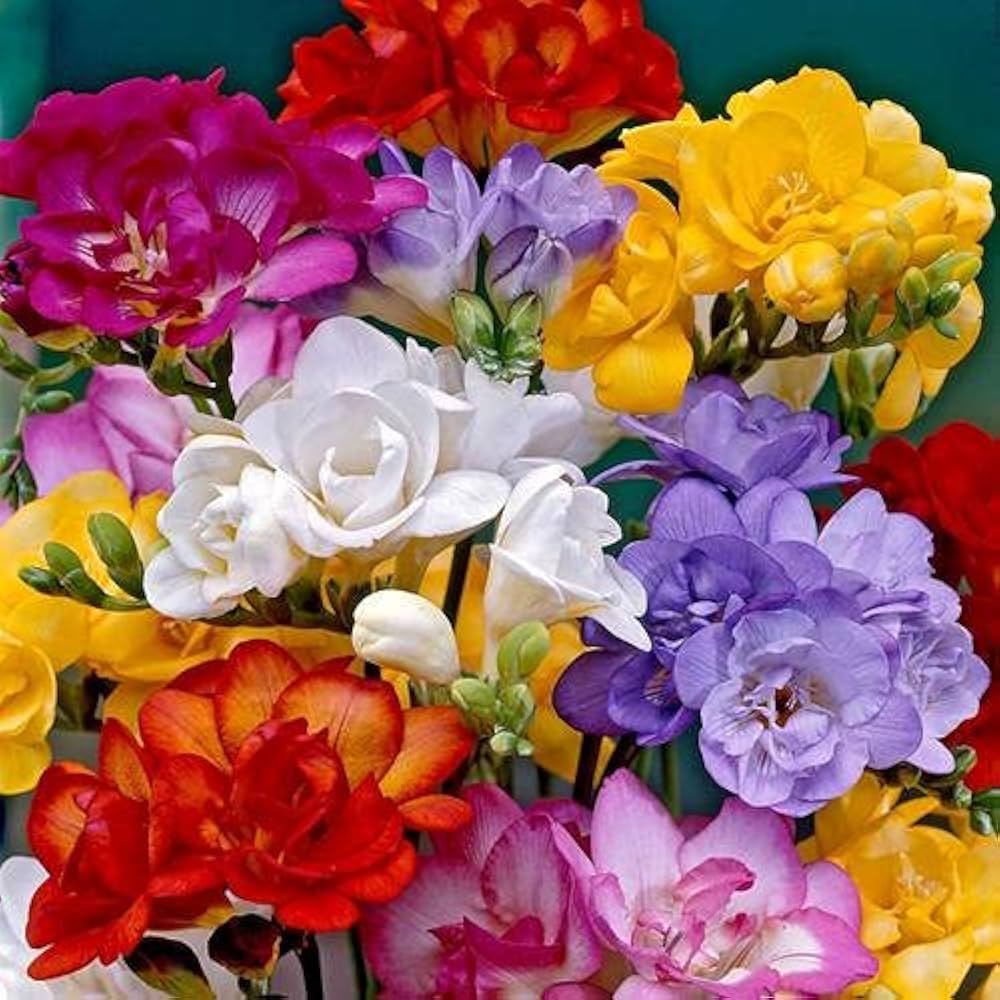 Mixed Freesia Flower seeds for Planting Hardy Variety, Heirloom & GMO Free Seeds for Home Garden vegetable and garden seeds