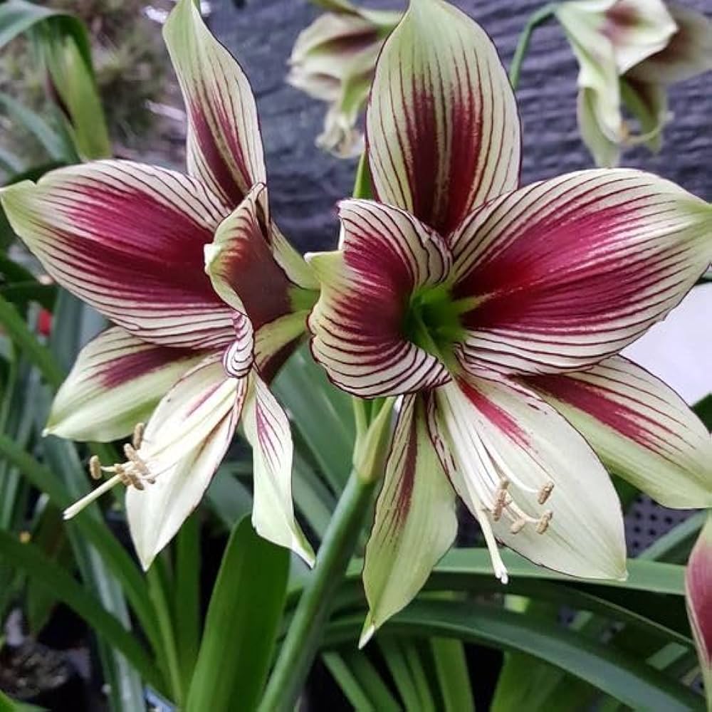 Premium Light Yellow Hippeastrum Flower seeds for Planting Hardy Variety, Heirloom & GMO Free Seeds for Home Garden seeds