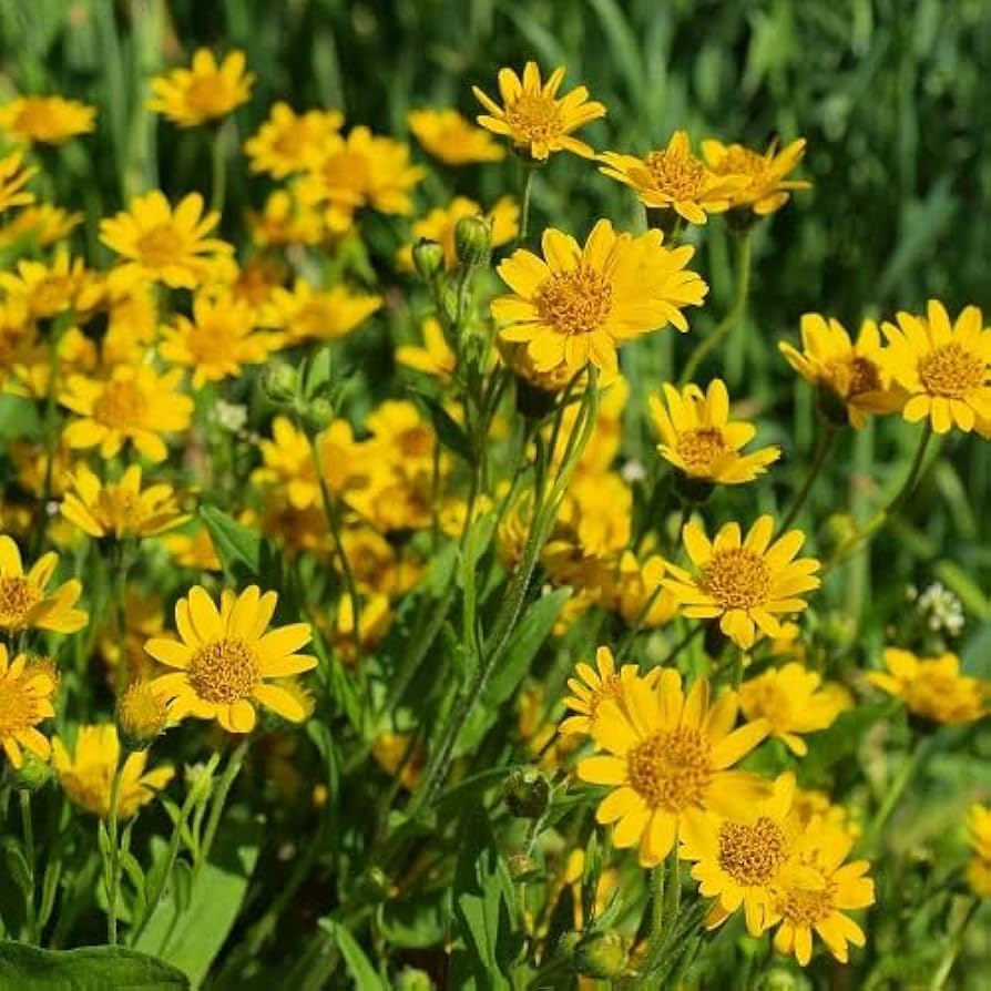 High quality Yellow Mountain Arnica Flower seeds for Planting Garden Favorite, Heirloom & GMO Free Seeds for Home Garden seeds pack