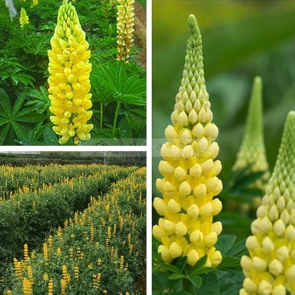 Yellow Bonnets Flower seeds for Planting, Long Bloom Season Heirloom & GMO Free Seeds for Home Garden