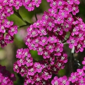 Pink Cerise Flower seeds for Planting Cottage Garden Essential, Heirloom & GMO Free Seeds for Home Garden seeds for planting