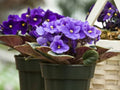 African Violet Flower seeds for Planting Garden Favorite, Heirloom & GMO Free Seeds for Home Garden seeds for planting