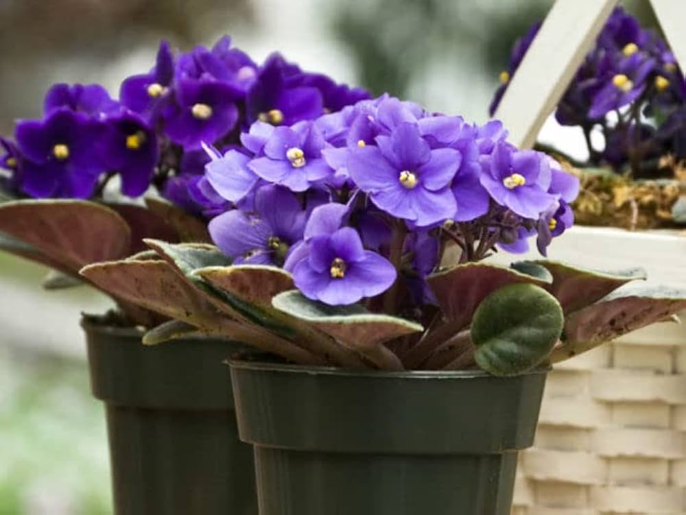 African Violet Flower seeds for Planting Long Bloom Season Heirloom & GMO Free Seeds for Home Garden