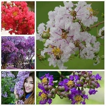Mixed Crepe Myrtle Flower seeds for Planting Bright Blooms, Heirloom & GMO Free Seeds for Home Garden seeds for planting